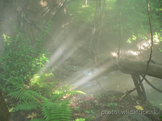 congo forest 3.jpg - Light effects.